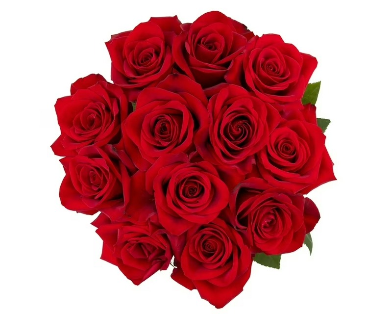 Fresh-Cut Solid Roses Flower Bunch - 12 Stems for $9 with Free Shipping in the USA